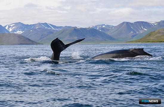 Вред китам от судовых звуков оценят специалисты