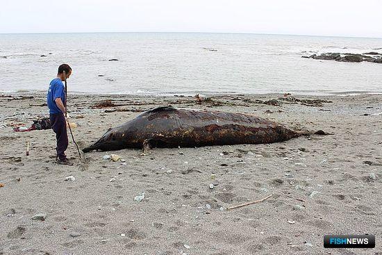 Экземпляр редкого кита попал в руки ученых