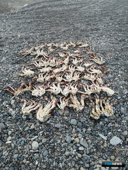 Крабовый лов в заливе Терпения привел к уголовному делу