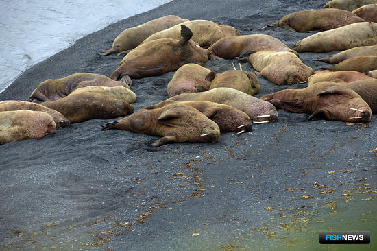 Моржи Печорского моря обеспокоили экологов