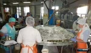 Севастополь стимулирует рыбопереработку рублем
