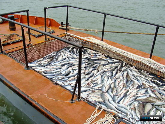 Улов лососей подобрался к 300 тыс. тонн