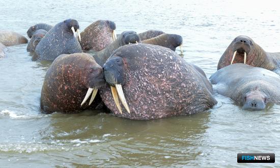 Ямальские моржи помогут получить ценные сведения