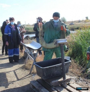 Ростовская область рассчитывает на пастбищное рыбоводство Ростовская область рассчитывает на пастбищное рыбоводство