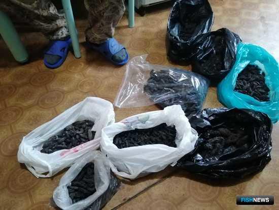Точки нелегальной переработки трепанга накрыли в Приморье