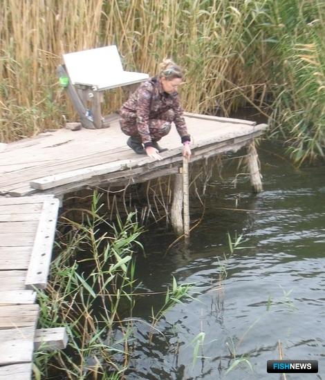 Пруды Ростовской области примеряют под рыбоводство