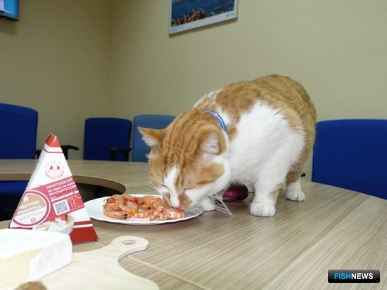 К продвижению морепродуктов Крыма привлекли знаменитого кота