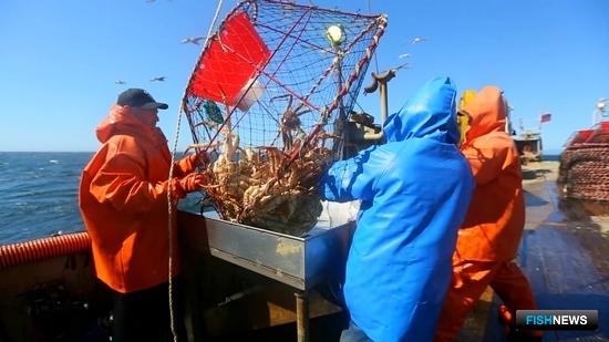 Рыбопромышленники нацелились почти на 100 тыс. тонн крабов