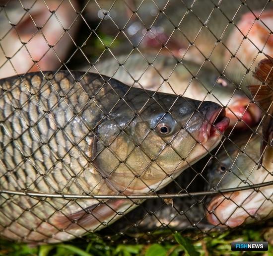 Для борьбы с бранхиомикозом рыб выпустили новые правила