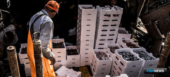 ФАО отмечает снижение пресса на рыбные запасы