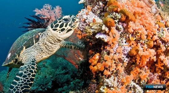ЮНЕП предупреждает об угрозе для кораллов