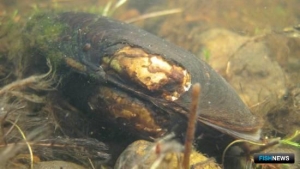 Ученые идентифицировали все гены моллюска-долгожителя