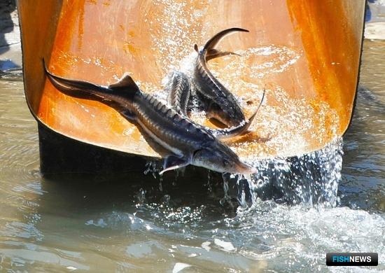 На Кубани хотят стимулировать аквакультуру