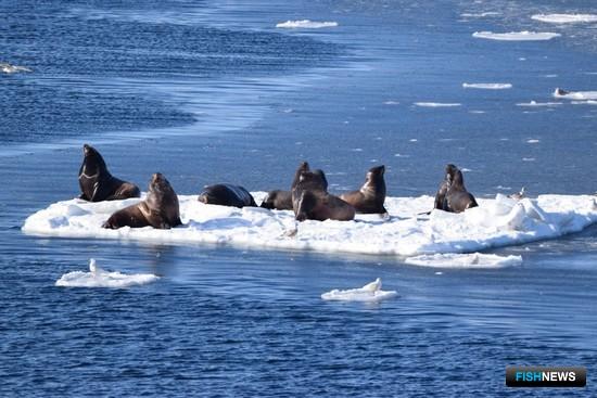 Камчатка предложила меры по охране тюленей