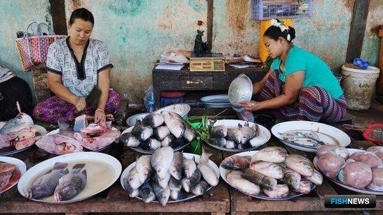 COVID-19 затормозил рыбный экспорт Мьянмы