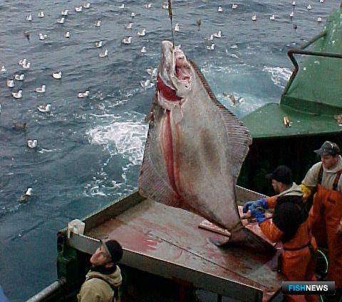 Большие потрясения: ФАО оценила влияние пандемии на рыбную отрасль