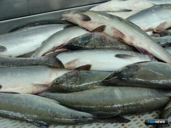 Добытчики лосося расширят участие в «Камчатской рыбе»