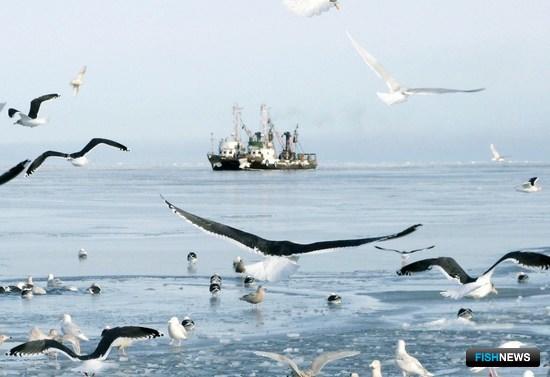 Российские уловы пока уступают уровню прошлого года Российские уловы пока уступают уровню прошлого года