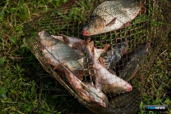 Продажи аквакультурной рыбы выросли несмотря на пандемию