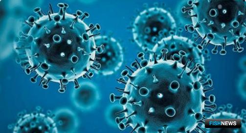 США не верят в «продуктовую» передачу коронавируса