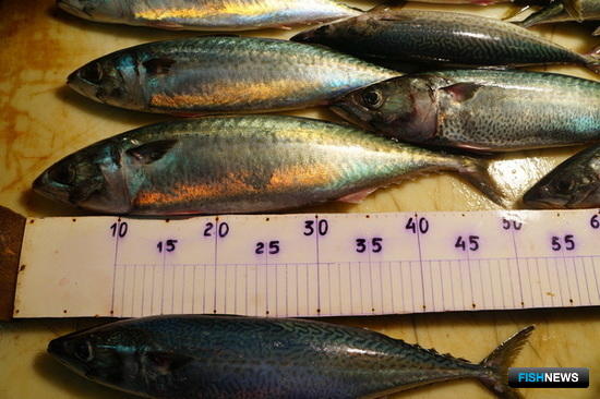 Ученые определят перспективы российского рыболовства в Атлантике