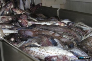 Минтай Чукотского моря вышел на аукцион Минтай Чукотского моря вышел на аукцион