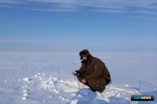 Ученые оценили, как зимует рыба на крупнейшем озере Западной Сибири