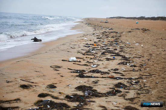 Пластиковый рацион черноморских птиц беспокоит экологов