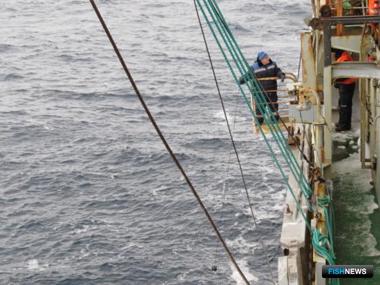 Ученые обновили данные о треске и пикше Баренцева моря