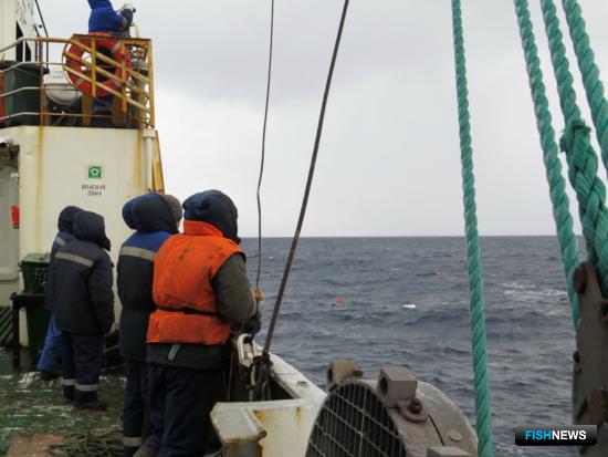 Ученые обновили данные о треске и пикше Баренцева моря
