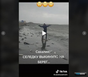 Выбросы сельди на Сахалине прокомментировала наука Выбросы сельди на Сахалине прокомментировала наука