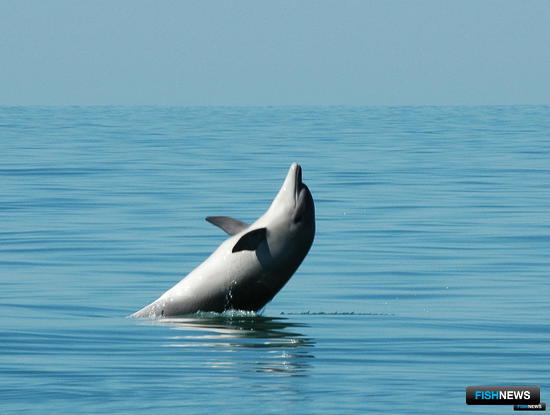 Дельфины стали объектами контрабанды