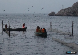 Для крымского рыболовства подготовят ограничения