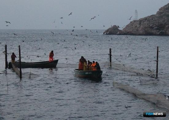 Для крымского рыболовства подготовят ограничения