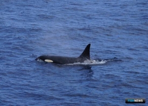 Для защиты китов и дельфинов предложили новые поправки