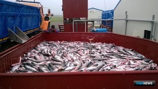 От рыбопромышленников Камчатки принимают заявки на лосось