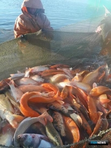 На Ставрополье стали выращивать больше амура