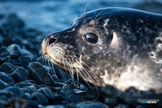 На Командорах собираются больше узнать о редком тюлене