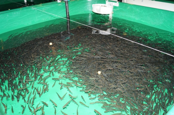 
			Малкинский завод приступил к выпускам молоди лососей		