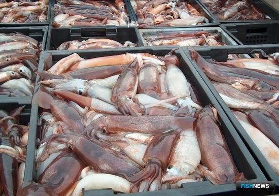 Китай снижает промысловую нагрузку на кальмаров