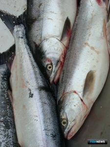 На северо-востоке Сахалина организуют горбушовую рыбалку