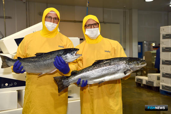 Чилийский лосось стал больше цениться за рубежом