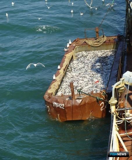Уловы лосося на Камчатке превысили 80 тыс. тонн