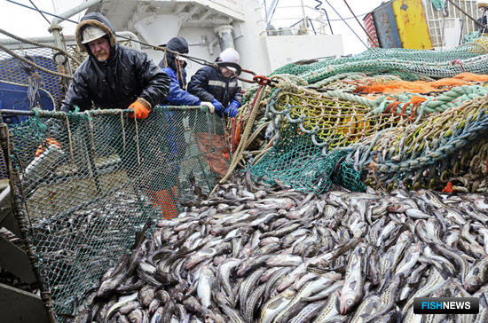 Пандемия перенаправила рыбные потоки из Хабаровского края
