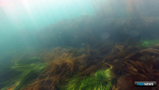 Не рыбой единой: ученые исследовали водорослей, ежей и моллюсков в подзоне Приморье