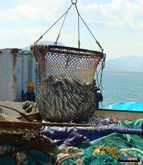 Рыбаки ищут флот на приемку лосося