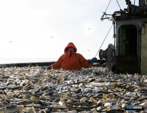 Сахалинской рыбной отрасли прописали вакцинацию
