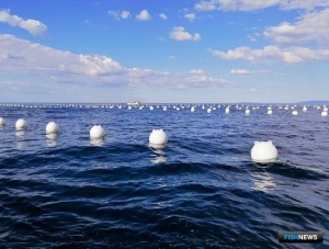«Морские огороды» Приморья страдают от жары «Морские огороды» Приморья страдают от жары