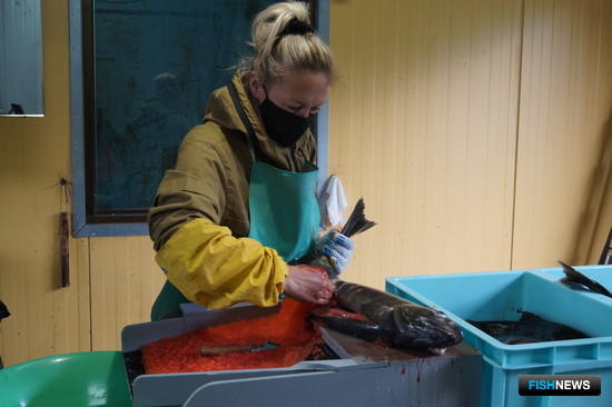 Рыбоводы Камчатки готовят новое пополнение для лососей