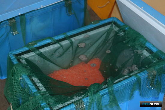 Рыбоводы Камчатки готовят новое пополнение для лососей